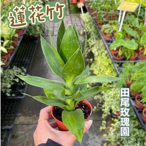 龍爪竹風水|【龍竹 風水】植物風水 